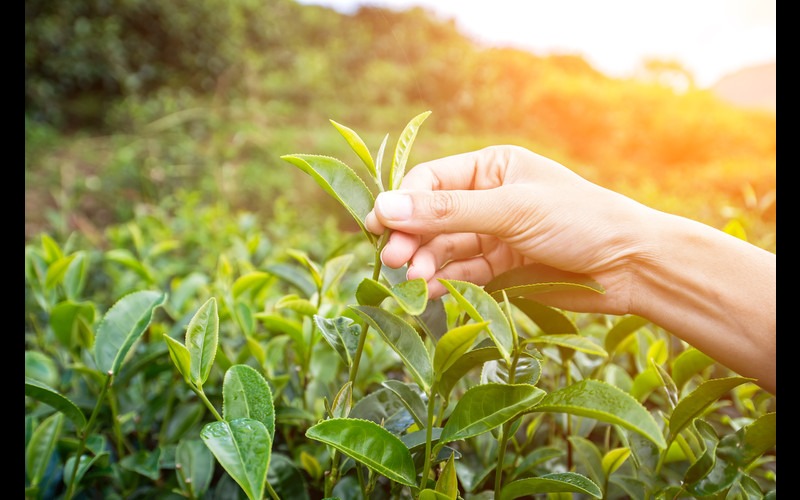 Tea Leaves Kill Lung Cancer? Agenda Life Sciences