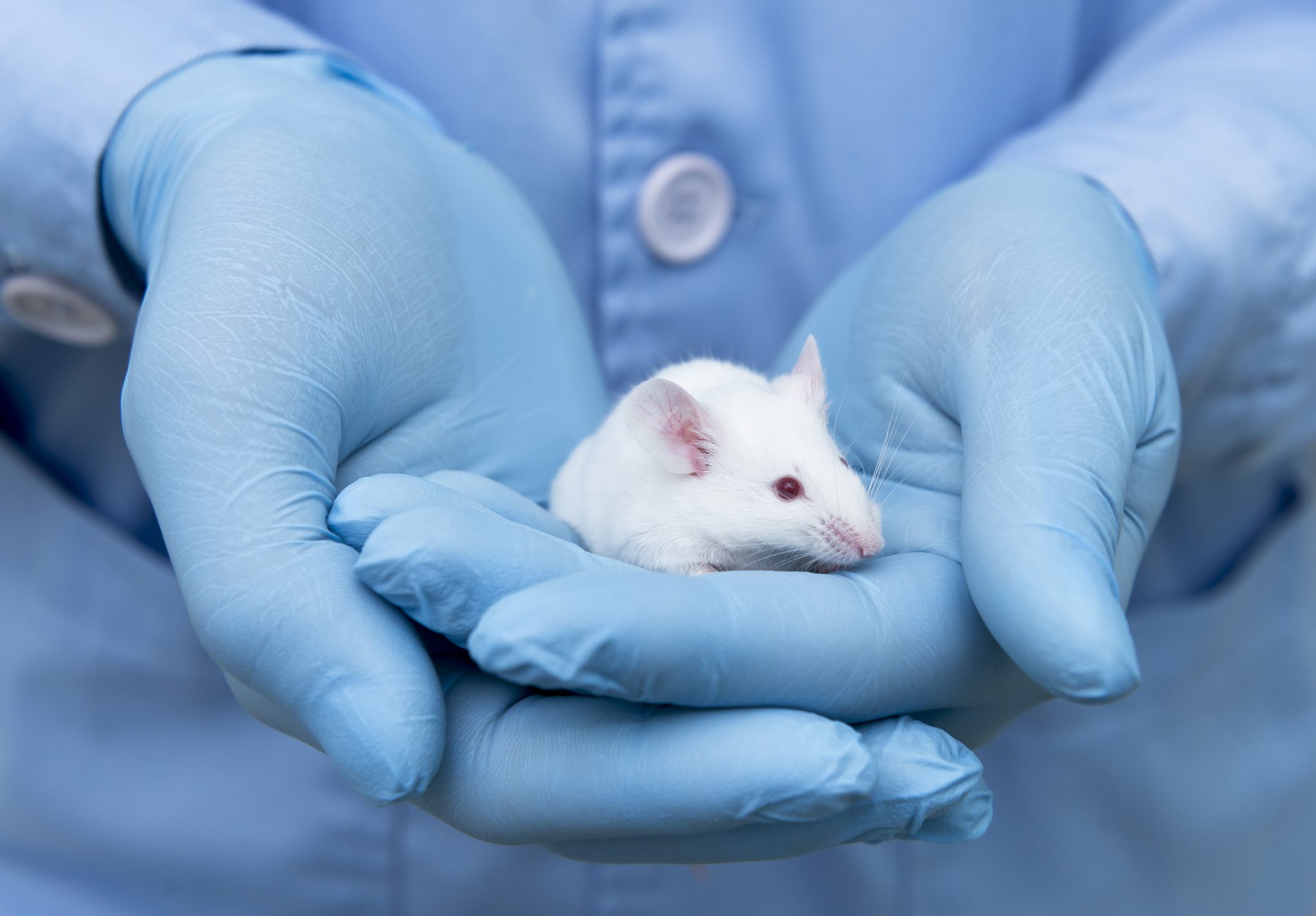 Ultimate Guide To Animal Technician Careers Agenda Life Science